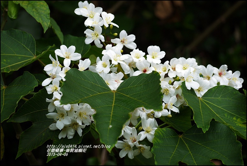 2015-04-後院油桐花10.jpg