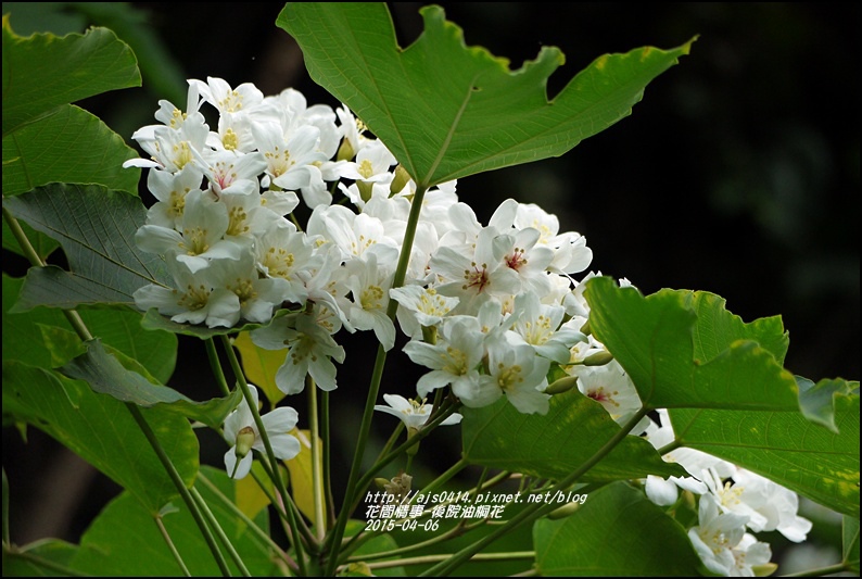 2015-04-後院油桐花14.jpg