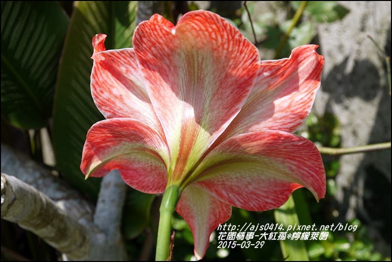 2015-04-大紅孤配檸檬萊姆4.jpg