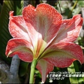 2015-04-大紅孤配檸檬萊姆4.jpg