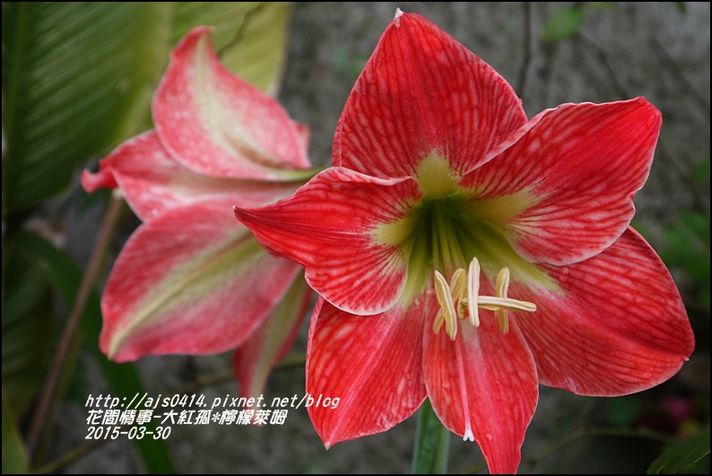 2015-04-大紅孤配檸檬萊姆8.jpg