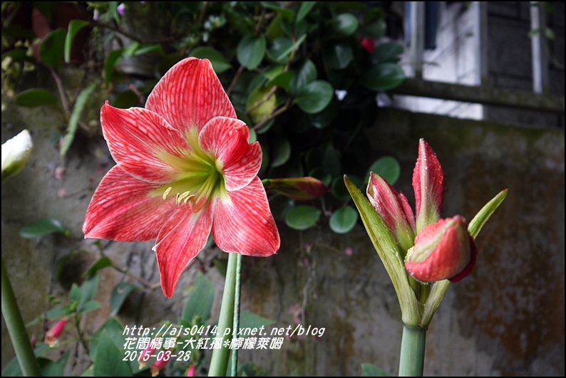 2015-04-大紅孤配檸檬萊姆10.jpg