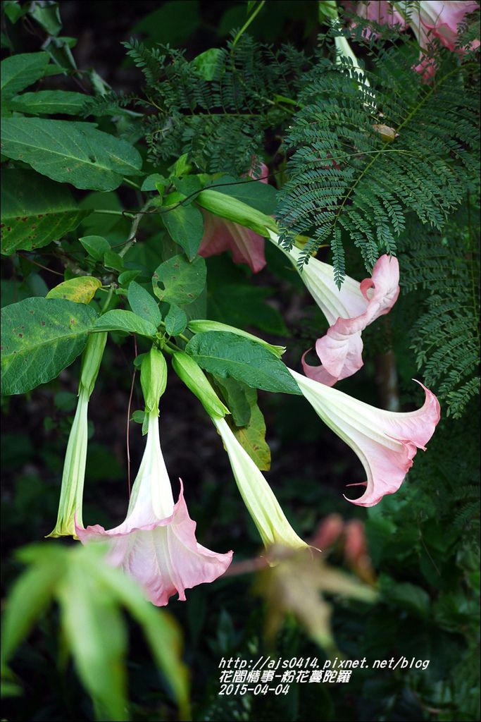 2015-04-粉花蔓陀羅11.jpg