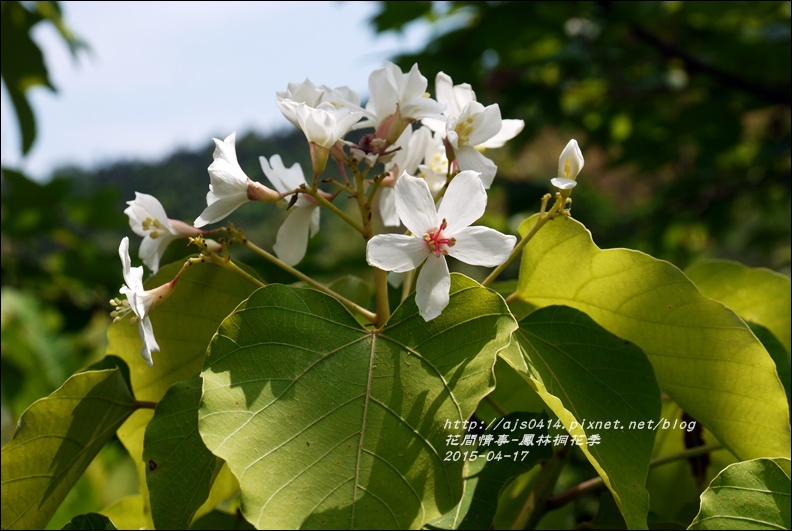 2015-04-鳳林桐花季16.jpg