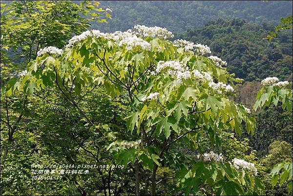 2015-04-鳳林桐花季21.jpg