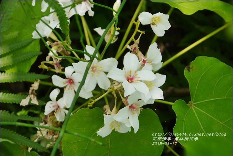 2015-04-鳳林桐花季22.jpg