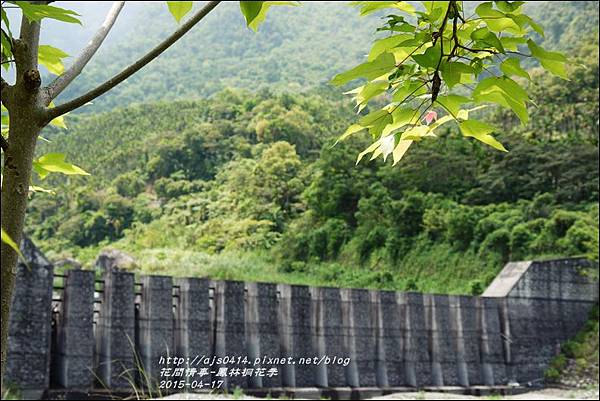 2015-04-鳳林桐花季26.jpg