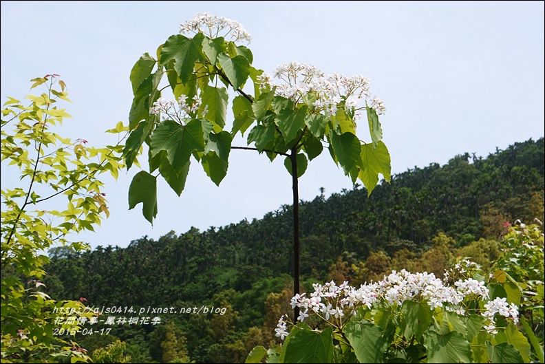 2015-04-鳳林桐花季31.jpg