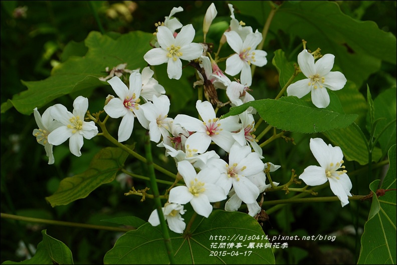 2015-04-鳳林桐花季32.jpg