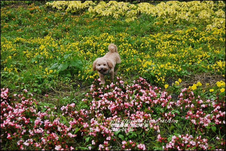 2015-04-成功花海7.jpg