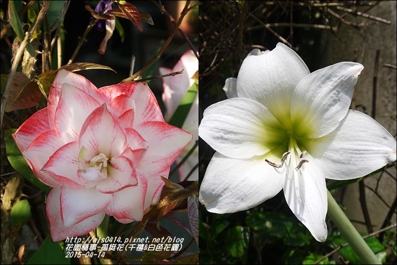 2015-04-孤挺花(千禧&白色花園).jpg