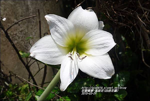 2015-04-孤挺花(白色花園)2.jpg