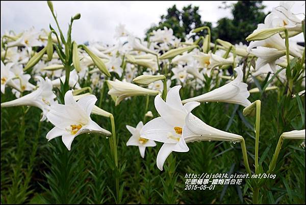 2015-秀姑巒溪泛舟遊客中心(百合花海)6.jpg