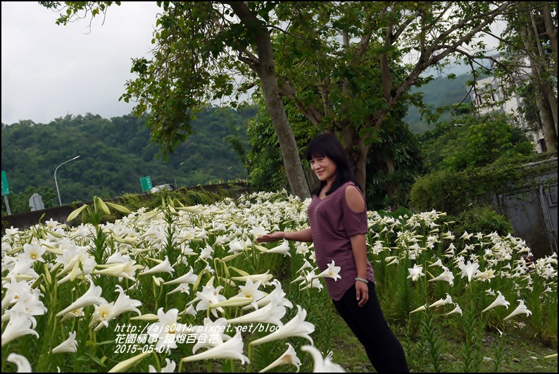 2015-秀姑巒溪泛舟遊客中心(百合花海)8.jpg