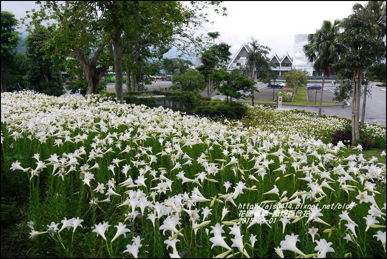 2015-秀姑巒溪泛舟遊客中心(百合花海)24.jpg