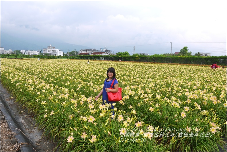 2015-05-嘉德萱草花田(吉安稻香金針花海)33.jpg