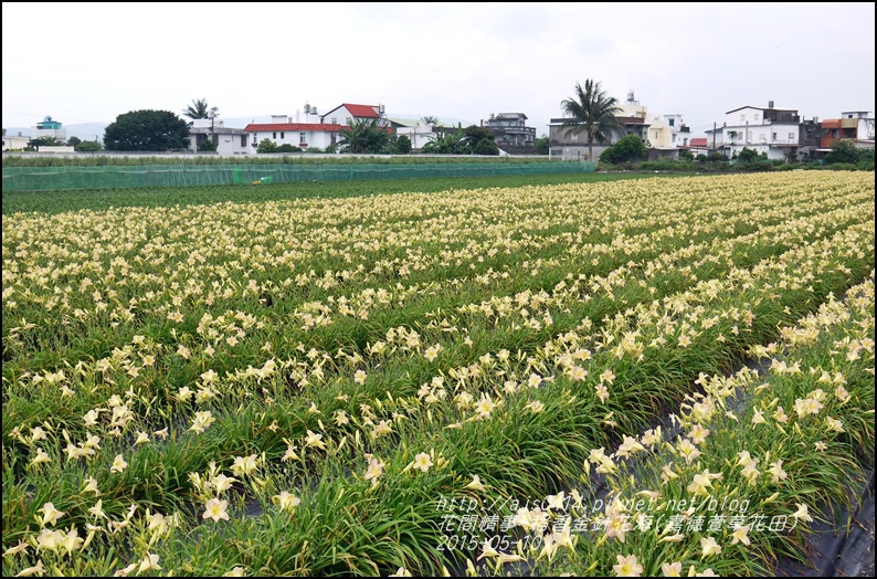 2015-05-嘉德萱草花田(吉安稻香金針花海)1.jpg