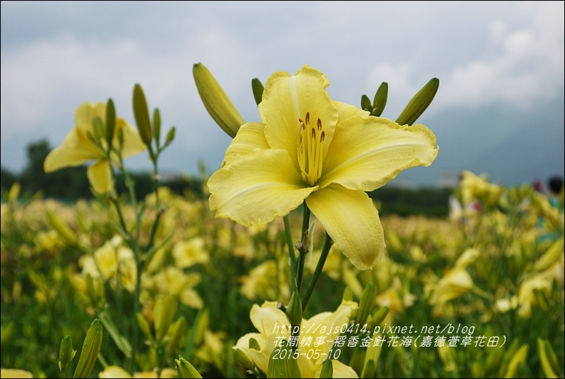 2015-05-嘉德萱草花田(吉安稻香金針花海)9.jpg