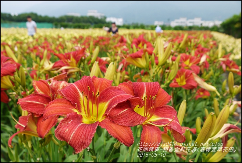 2015-05-嘉德萱草花田(吉安稻香金針花海)13.jpg