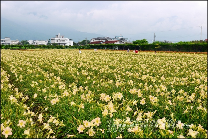 2015-05-嘉德萱草花田(吉安稻香金針花海)20.jpg