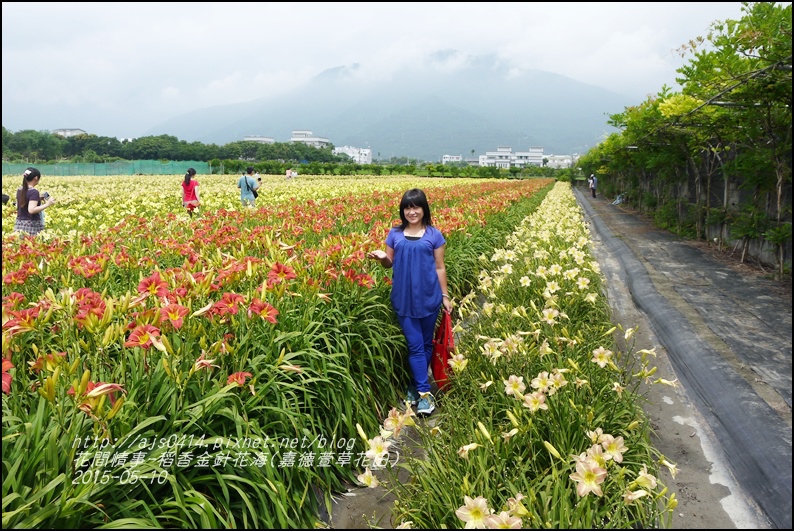 2015-05-嘉德萱草花田(吉安稻香金針花海)22.jpg