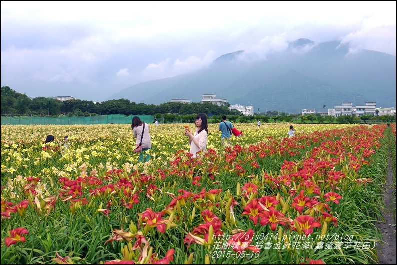 2015-05-嘉德萱草花田(吉安稻香金針花海)24.jpg