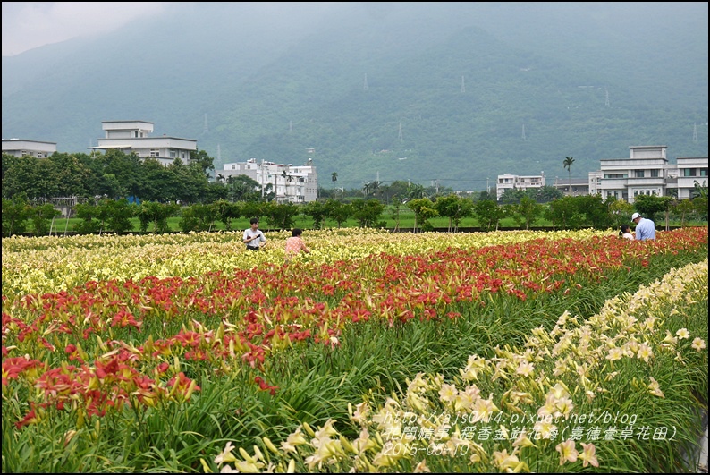 2015-05-嘉德萱草花田(吉安稻香金針花海)25.jpg