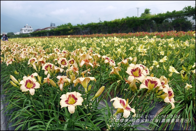 2015-05-嘉德萱草花田(吉安稻香金針花海)26.jpg