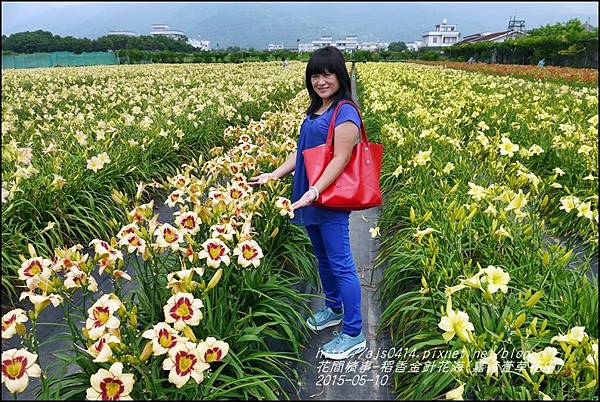 2015-05-嘉德萱草花田(吉安稻香金針花海)28.jpg