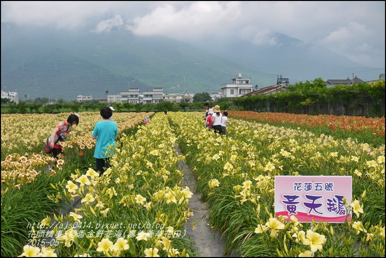 2015-05-嘉德萱草花田(吉安稻香金針花海)30.jpg