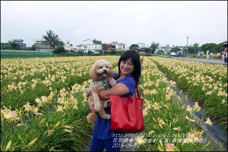 2015-05-嘉德萱草花田(吉安稻香金針花海)32.jpg