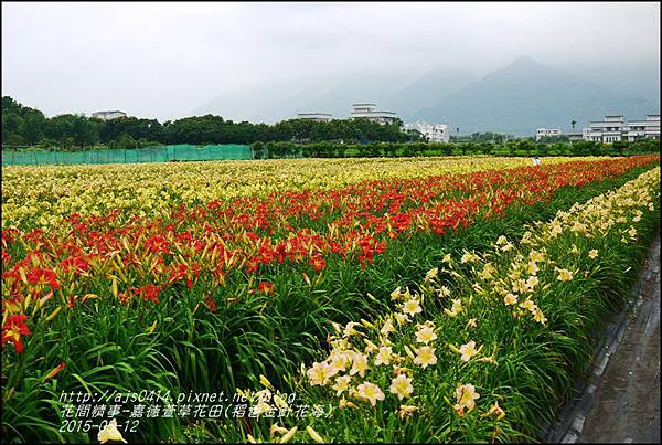 2015-05-嘉德萱草花田(吉安稻香金針花海)38.jpg