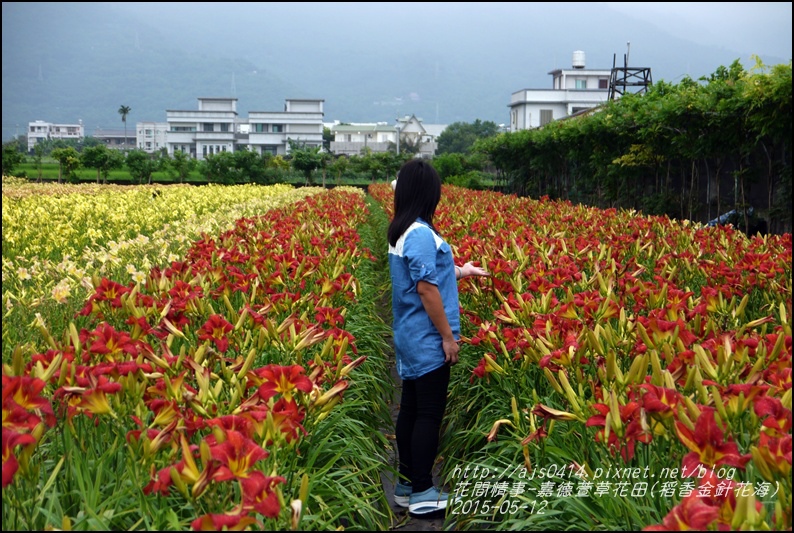 2015-05-嘉德萱草花田(吉安稻香金針花海)37.jpg