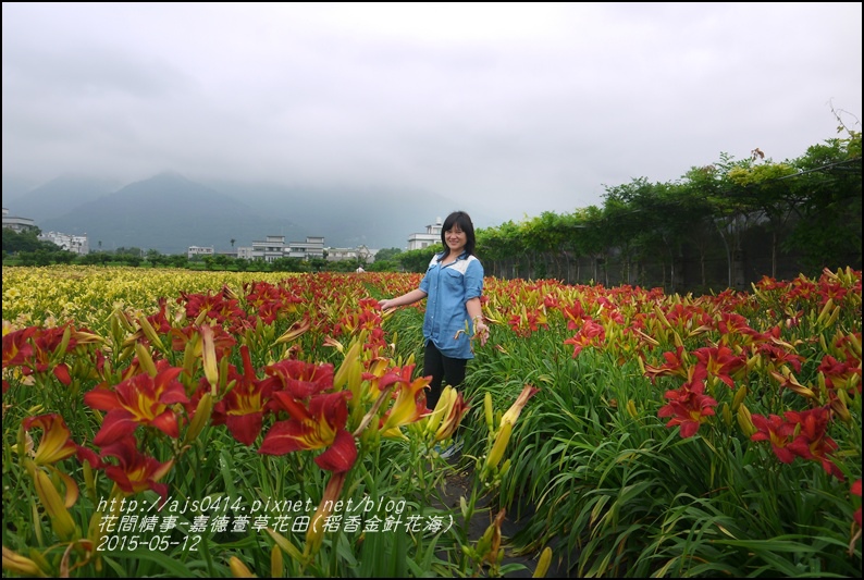 2015-05-嘉德萱草花田(吉安稻香金針花海)36.jpg