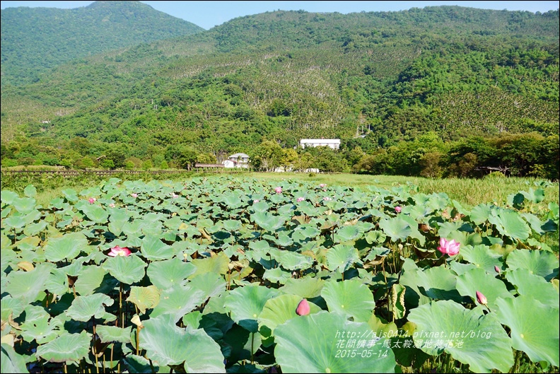 2015-05-馬太鞍濕地荷花池2.jpg