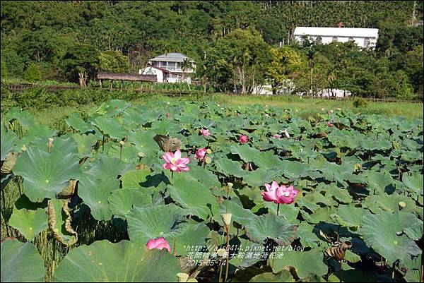 2015-05-馬太鞍濕地荷花池4.jpg