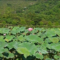 2015-05-馬太鞍濕地荷花池8.jpg