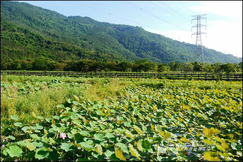 2015-05-馬太鞍濕地荷花池12.jpg