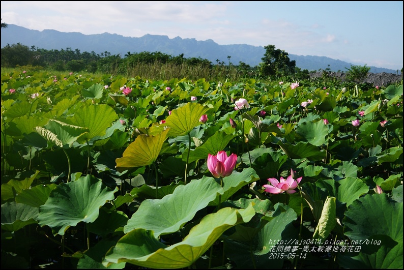 2015-05-馬太鞍濕地荷花池16.jpg