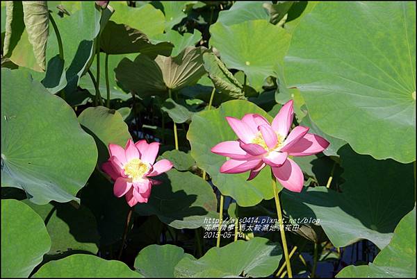 2015-05-馬太鞍濕地荷花池24.jpg