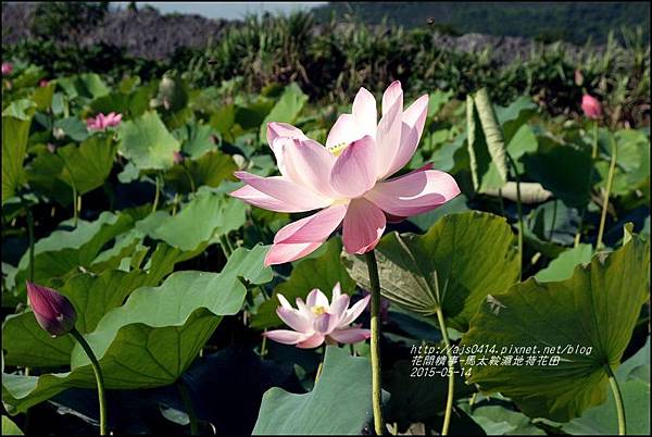 2015-05-馬太鞍濕地荷花池25.jpg