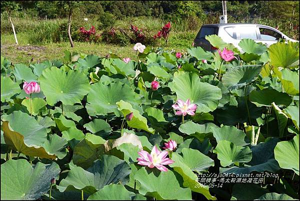 2015-05-馬太鞍濕地荷花池26.jpg