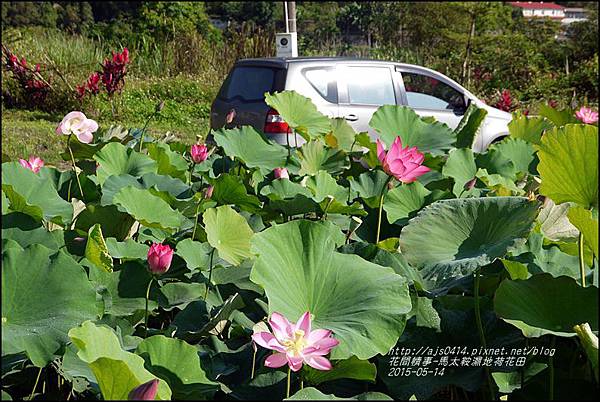 2015-05-馬太鞍濕地荷花池27.jpg