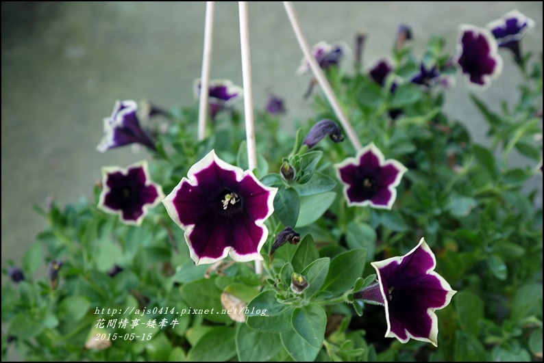 2015-05-矮牽牛4.jpg