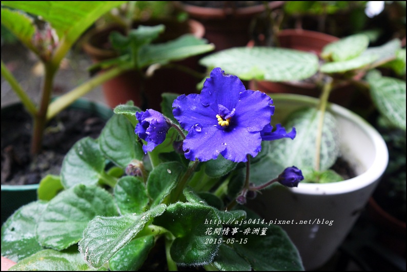 2015-05-非洲蓳2.jpg 2015-05-非洲蓳2.jpg