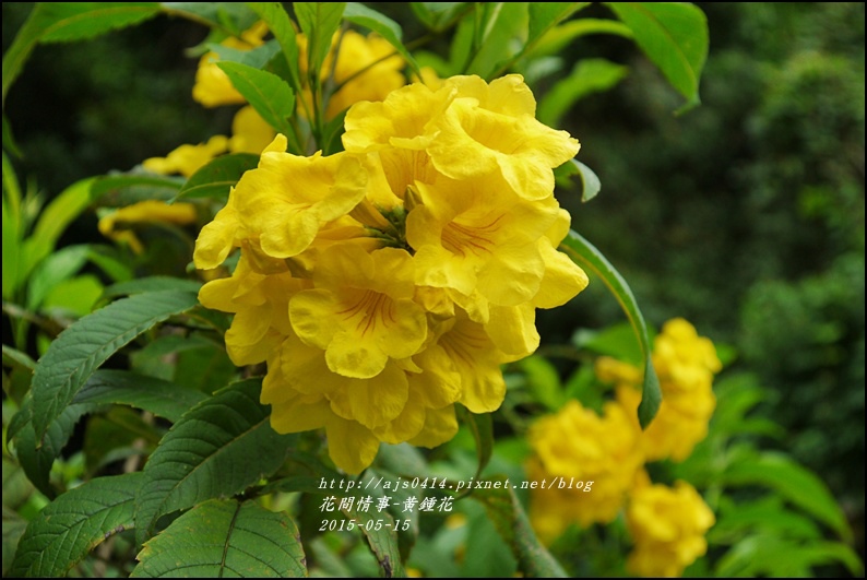 2015-05-黃鐘花1.jpg