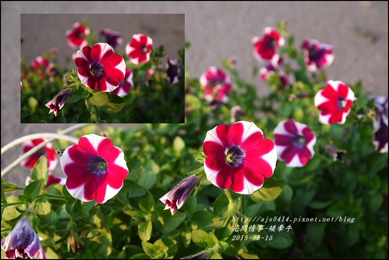 2015-05-矮牽牛2.jpg