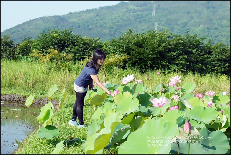 2015-05-馬太鞍濕地荷花池34.jpg