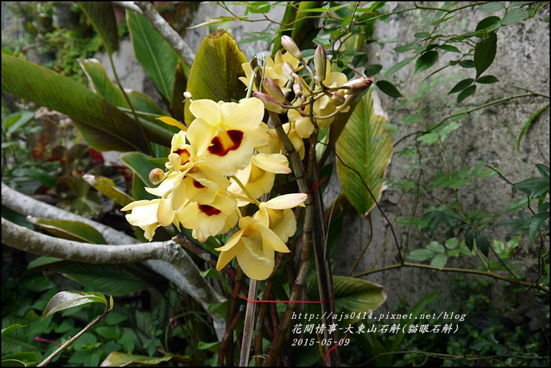 2015-06-大東山石斛(貓眼石斛)5.jpg