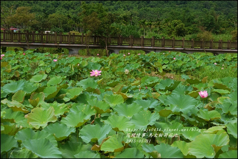 2015-06-馬太鞍荷花池4.jpg